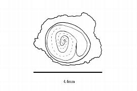   Embryo:nbsp;  Basella alba;nbsp;Illustration by K. Parker, Kirkbride et al. (2006) 
